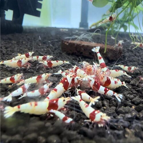包邮厚甲红白纯血水晶虾观赏水晶虾宠物虾除藻工具虾高端水晶虾