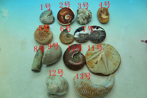 特价生物化石古代海底斑彩螺