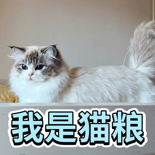 猫舍自用猫粮  家长粉丝专拍
