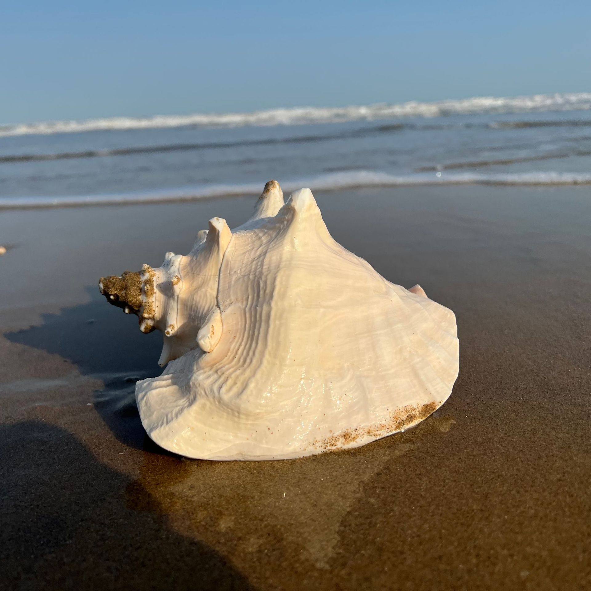 (可以视频挑选)天然大海螺胭脂螺女王螺收藏标本超大18-23厘米