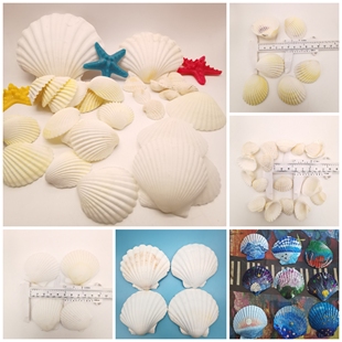满18包邮-大白扇贝壳海螺 手工diy材料 手工绘画画涂鸦幼儿园摄影