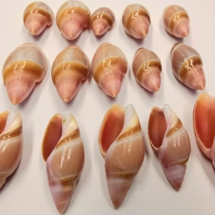 龙宫子弹头螺天然贝壳海螺标本鱼缸水族造景寄居蟹替换壳18包邮