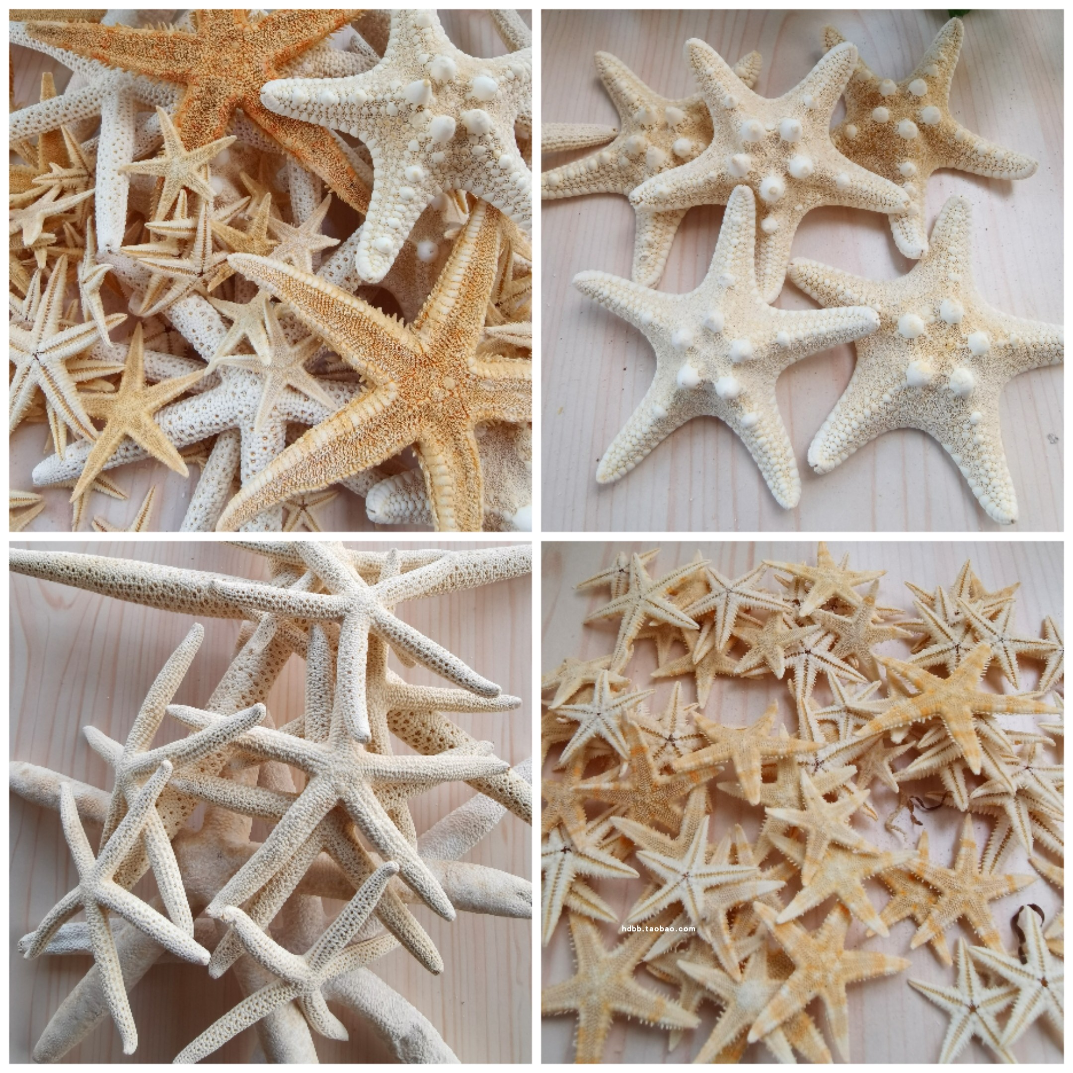 贝壳海螺海星汇集贝壳海螺汇集