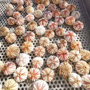 天然海螺贝壳勋章海胆壳万家灯笼海胆办公桌创意礼物摆件空气凤梨