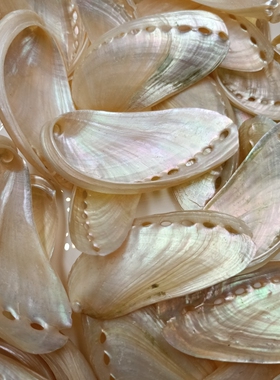 天然驴耳鲍鱼壳工艺品装饰品贝壳海螺水族鱼缸造景礼物摆件挂饰