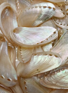 天然驴耳鲍鱼壳工艺品装饰品贝壳海螺水族鱼缸造景礼物摆件挂饰