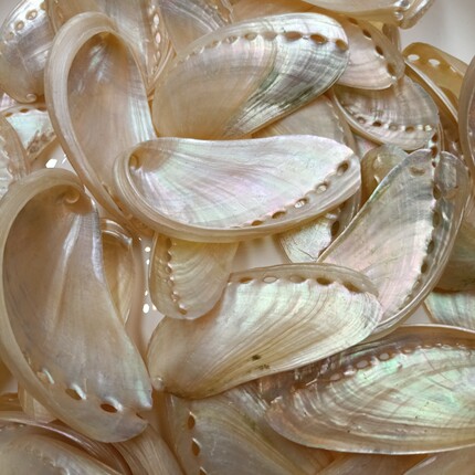 天然驴耳鲍鱼壳工艺品装饰品贝壳海螺水族鱼缸造景礼物摆件挂饰