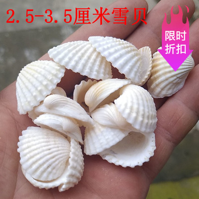 天然海螺贝壳雪贝 白贝壳 鱼缸微景观造景 拍摄道具风铃配件1斤装