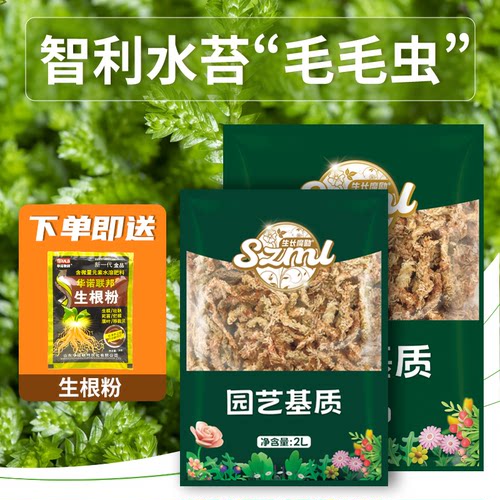 进口智利基质长条水苔毛毛虫营养土介质干苔藓蝴蝶兰植物专用兰花