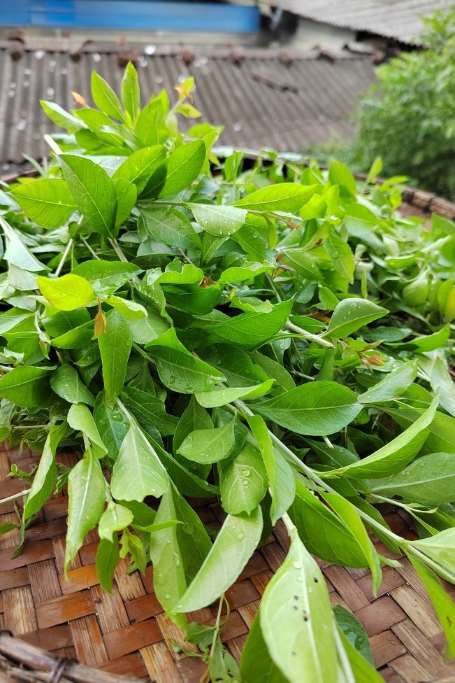 自家散沫花指甲叶遮盖白发养护发防脱发现摘发货新鲜纯叶无杆