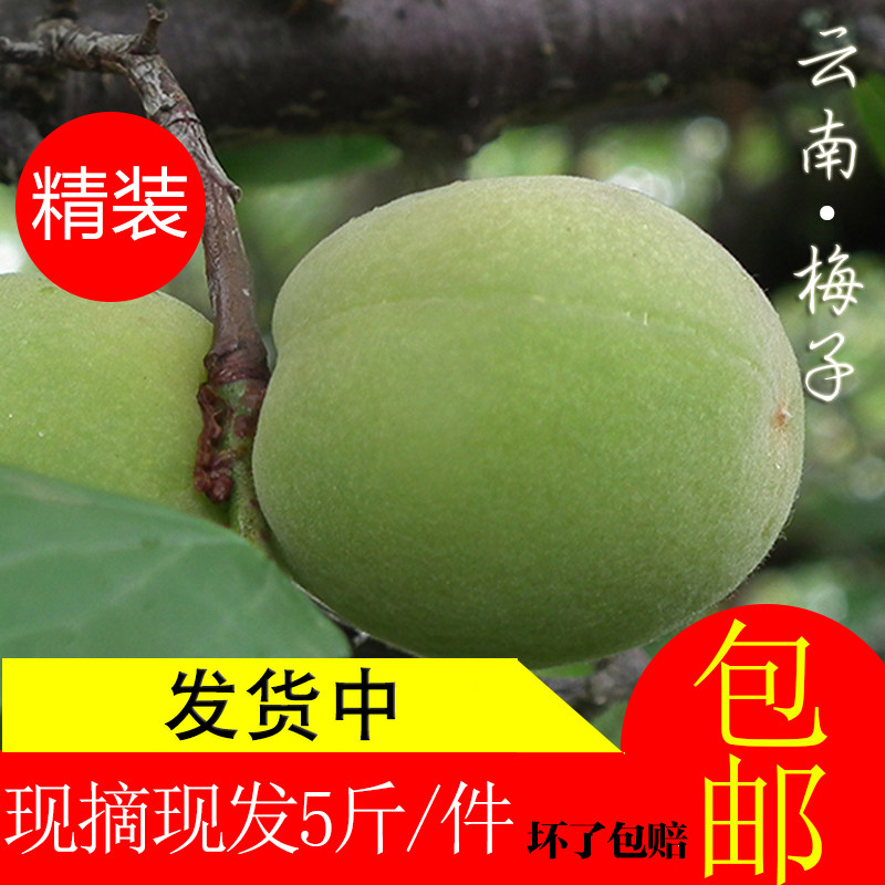 多顺亿云南照水梅.胭脂梅新鲜梅子青梅野生酸梅泡梅子酒梅子露