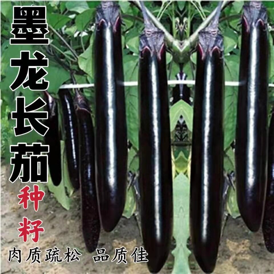 紫黑长茄子种子墨龙长茄种线茄子种子露天大棚四季蔬菜籽盆栽黑茄