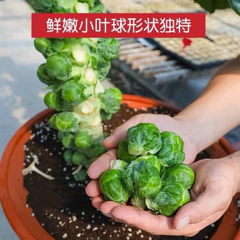 孢子甘蓝种子抱子甘蓝春秋季小型芽球包心菜阳台庭院四季播种简单