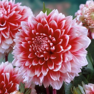 大丽花种球地瓜花花卉红薯花苗球根重瓣盆栽室内庭院各种浓香型