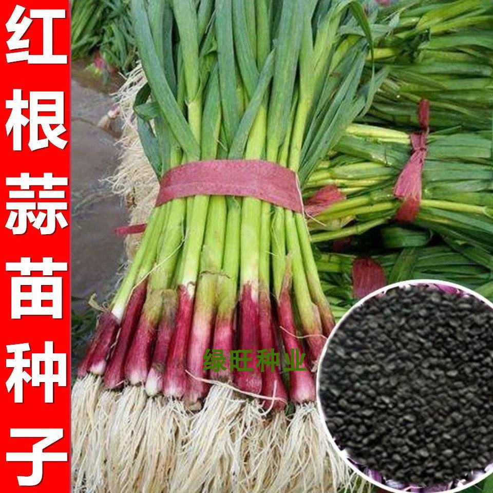 红头香蒜种子一年四季硬叶蒜苗种子红头蒜三茬连续可种植阳台盆栽