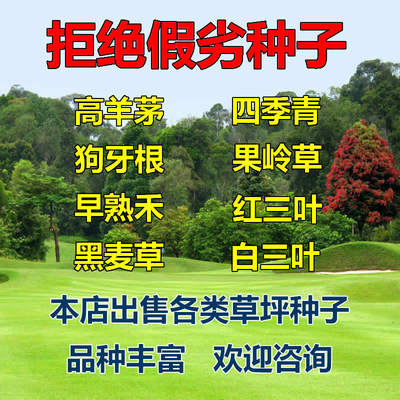 不修剪马尼拉庭院别墅草坪种子