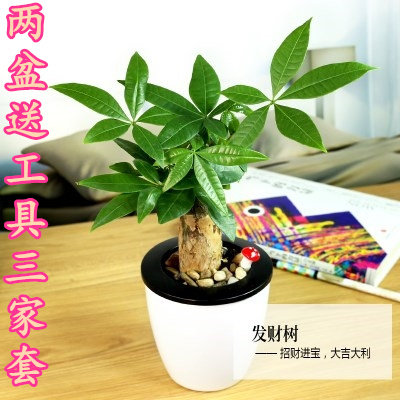 发财树文竹绿萝富贵竹绿植盆栽家居绿植室内水培植物栀子花芦荟