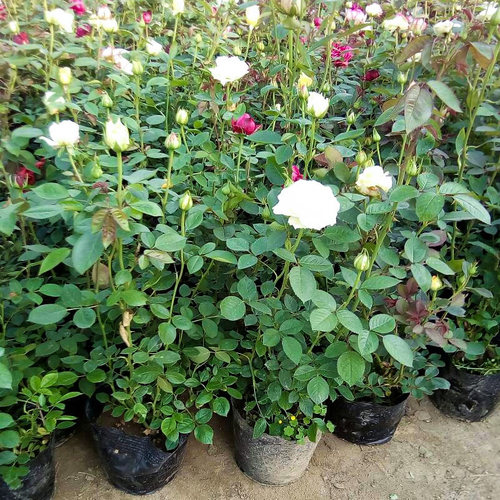 3玫瑰花苗盆栽四季开花月季花蔷薇室内花卉植物特大好养易活老桩