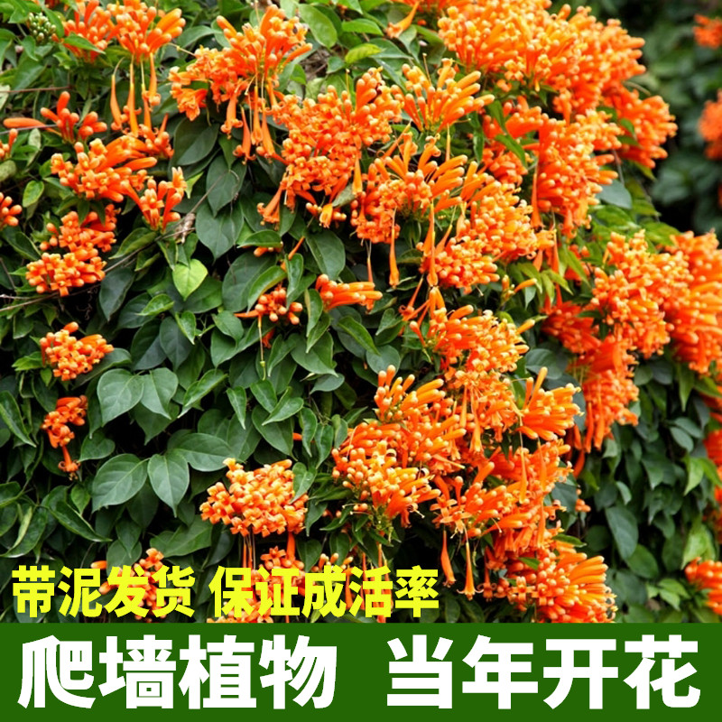 盆栽盆栽爬藤植物凌霄花苗