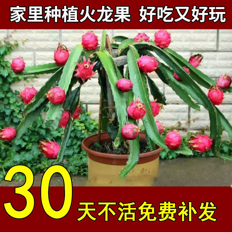 火龙果树果苗红心火龙果苗燕窝南方阳台四季盆栽种植水果当年结果