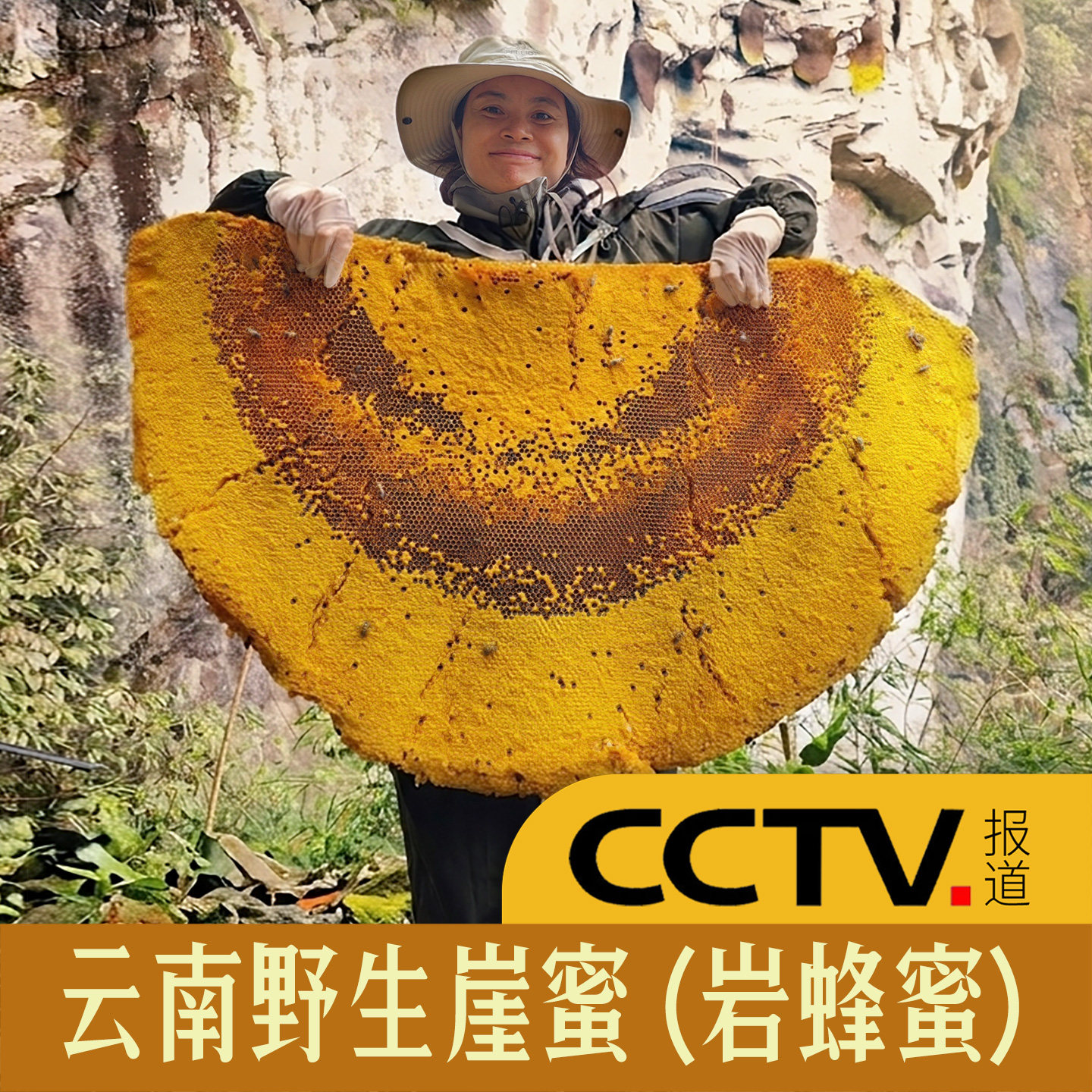 云南悬崖蜜野生岩蜂蜜土酸树酸蜂高山黑蜜正宗天然百花蜜黑大蜜蜂