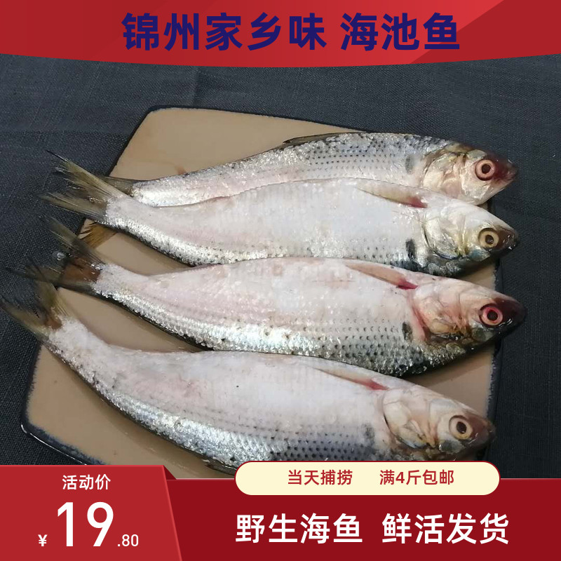 Jinzhou specialty Fish wild Deep sea fresh Crucian carp Fish The Capelin Largein the Aquatic meat/Fresh fruits and vegetables/Cooked , Seafood/Aquatic/Product , Seafood Fish , Yellow croaker category - from Buy2taobao.com to provide professional Taobao agent buy service