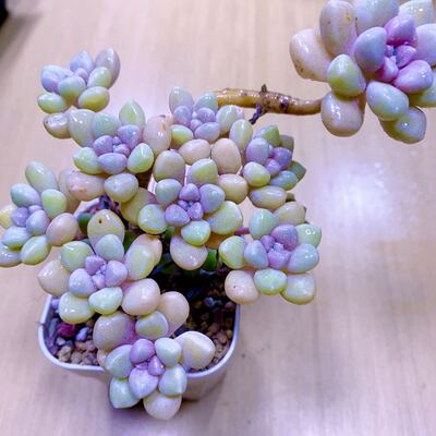 多肉植物  丸叶姬秋丽 送盆  6厘米