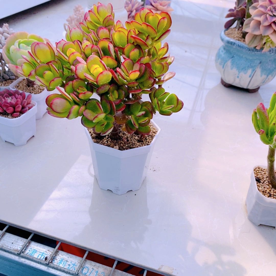 组三姬红花月送八角盆土   6多肉植物