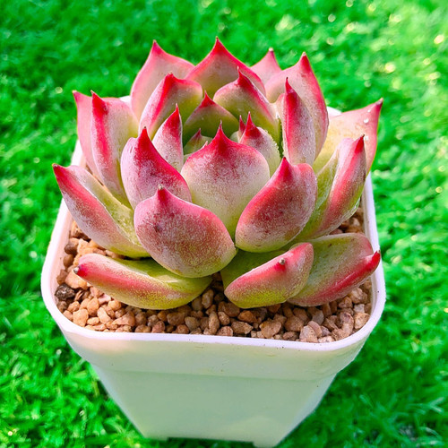 多肉植物水蜜桃单送盆32