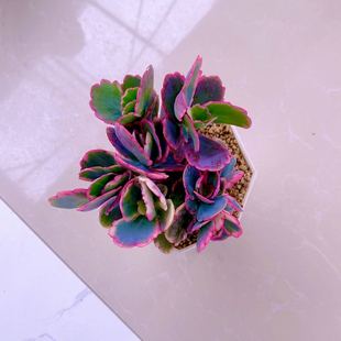 6厘米左右 多肉植物组三蝴蝶之舞锦送八角盆土