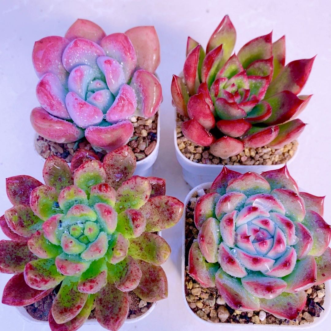 组四奥普琳娜野马东云香奈儿水蜜桃送盆土（6厘米左右）