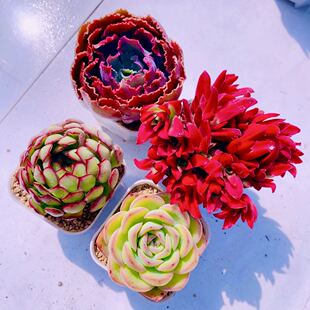 组四红叶季晚霞之舞梦幻玫瑰晨露送盆土 6厘米