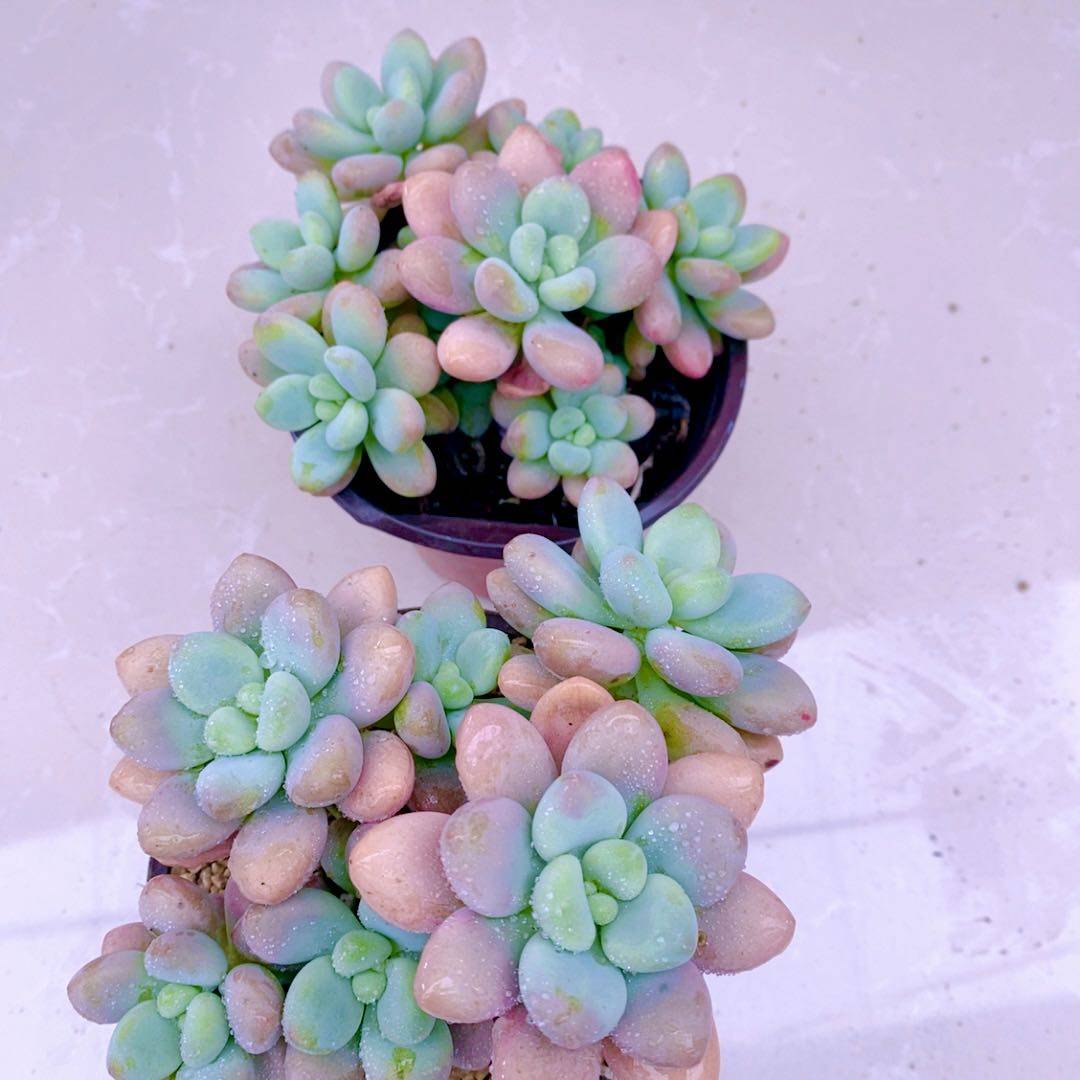 y多肉植物红洛神云南10厘米左右,鲜花速递/花卉仿真/绿植园艺,多肉植物,淘宝优惠券,粉丝福利购,淘宝优惠卷