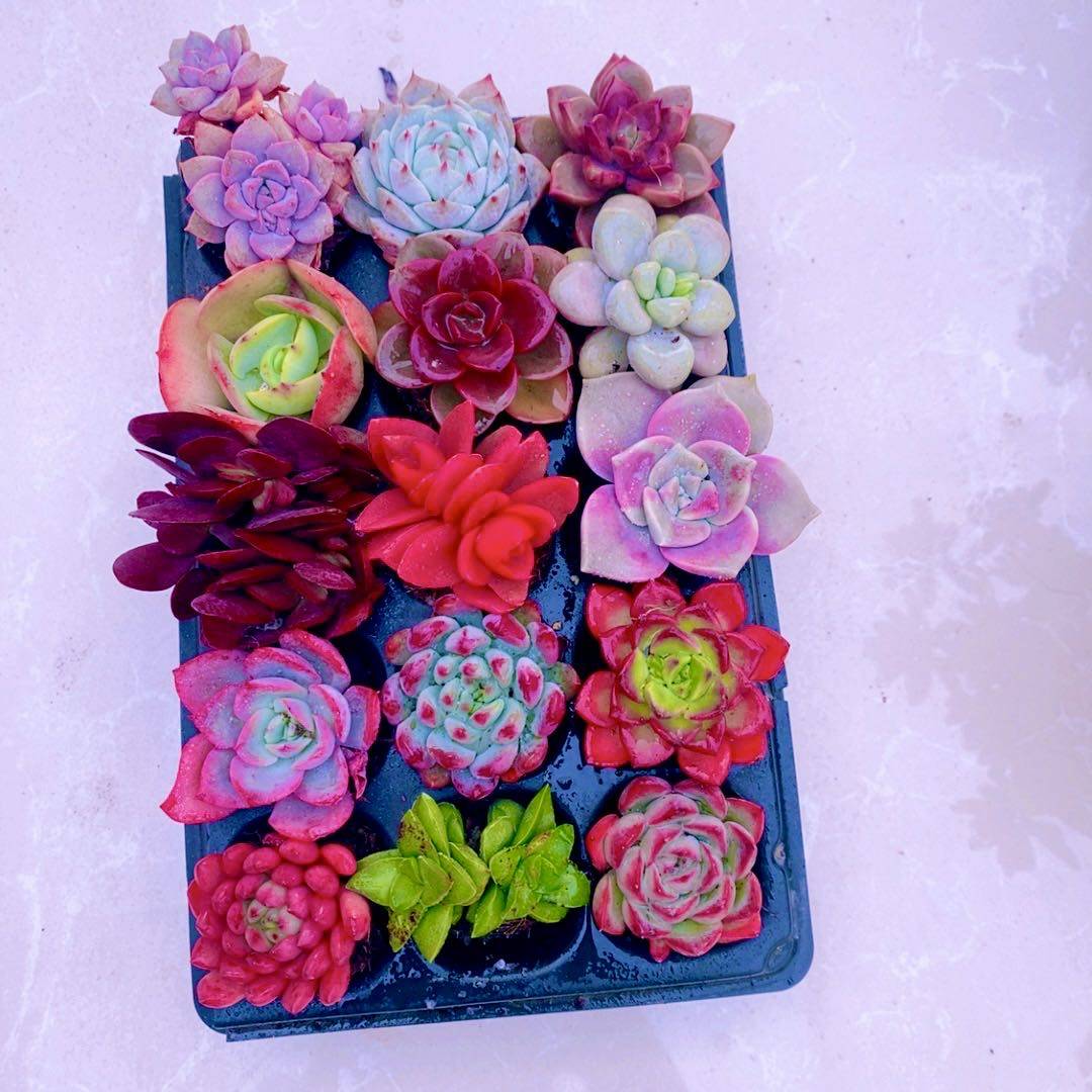 多肉植物    宠粉福利  十五颗 含穴盘一套（3到4厘米）,鲜花速递/花卉仿真/绿植园艺,多肉植物,淘宝优惠券,粉丝福利购,淘宝优惠卷