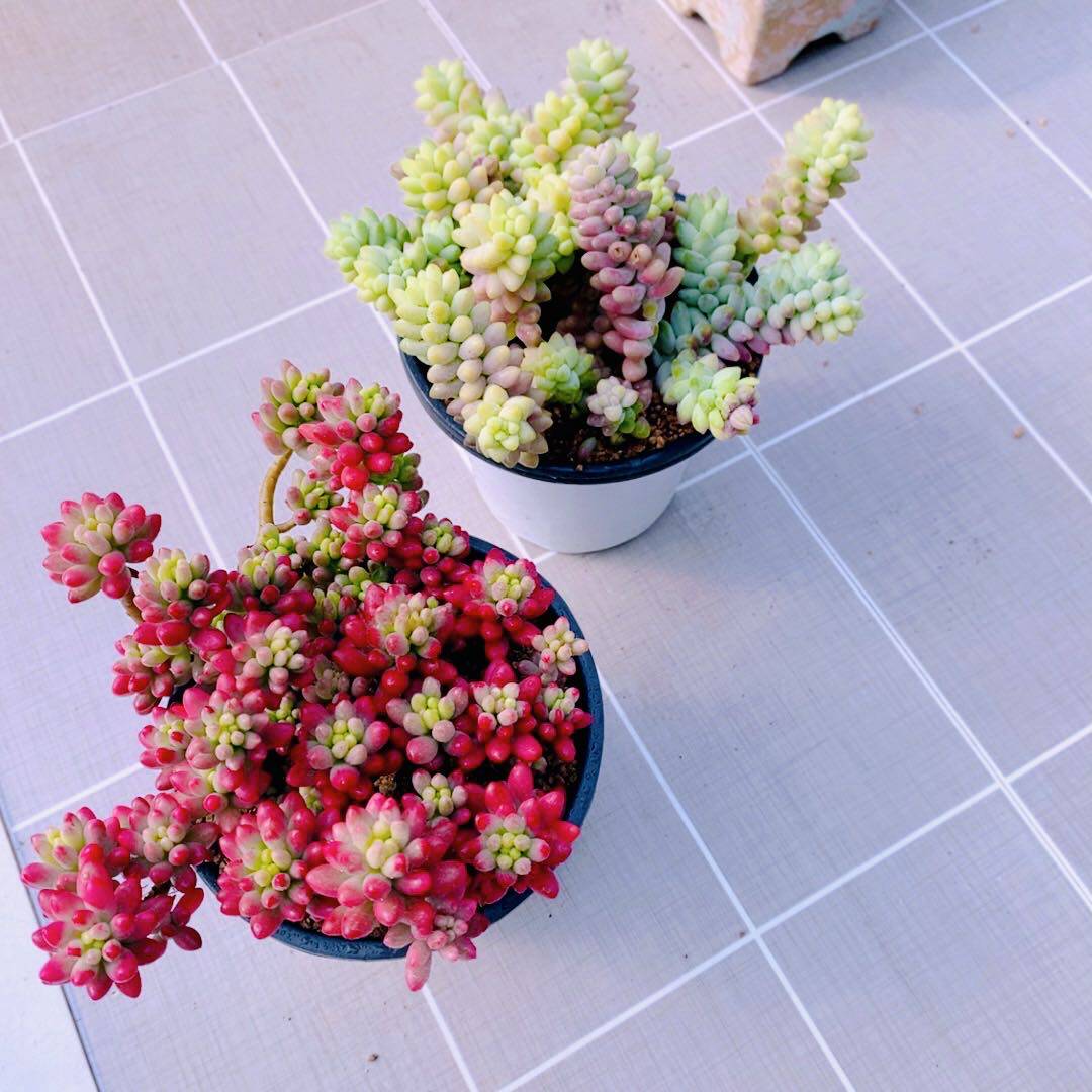 y云南彩虹玉坠 虹之玉锦原盆原土10厘米左右