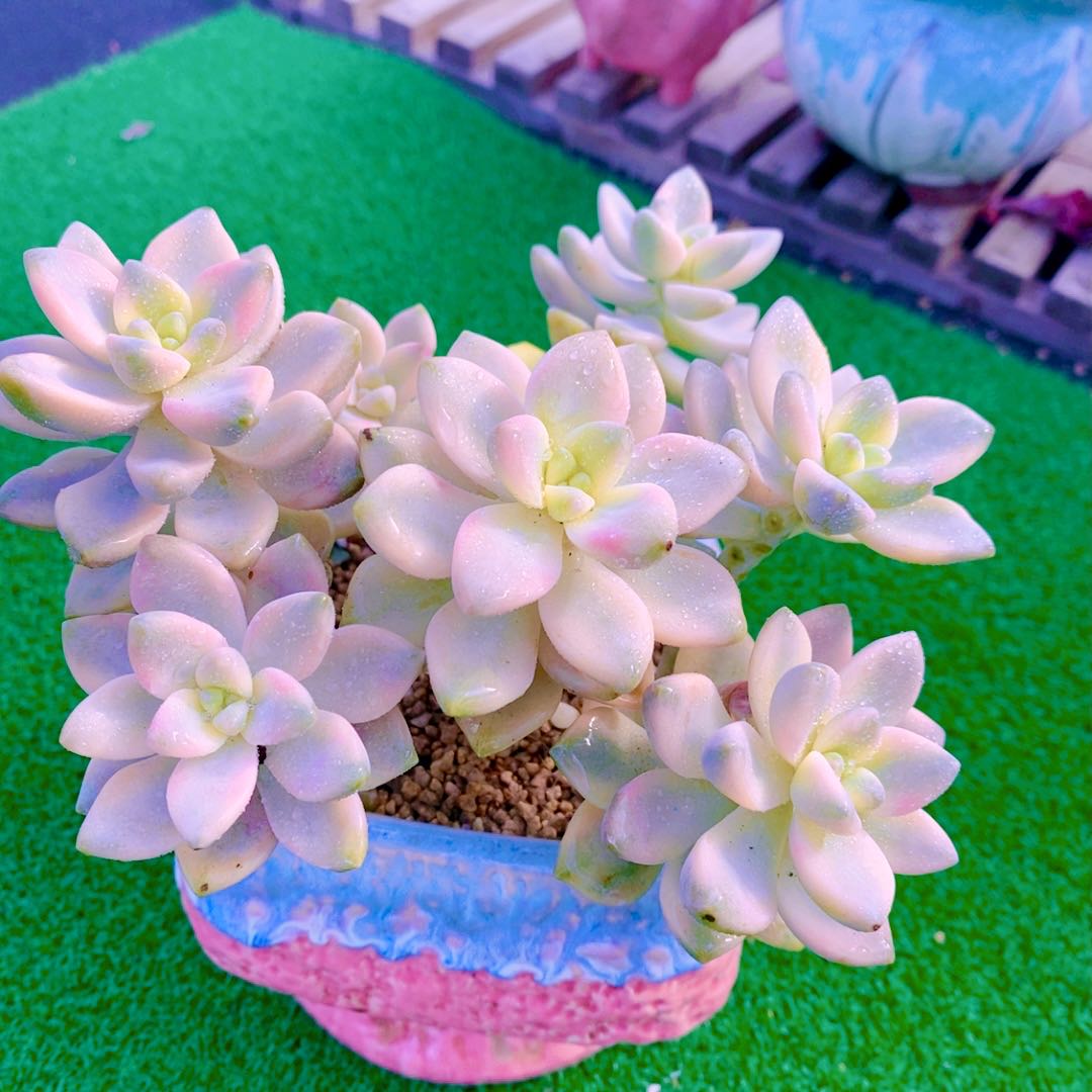 Y云南  多肉植物美杏锦散群（11厘米左右）