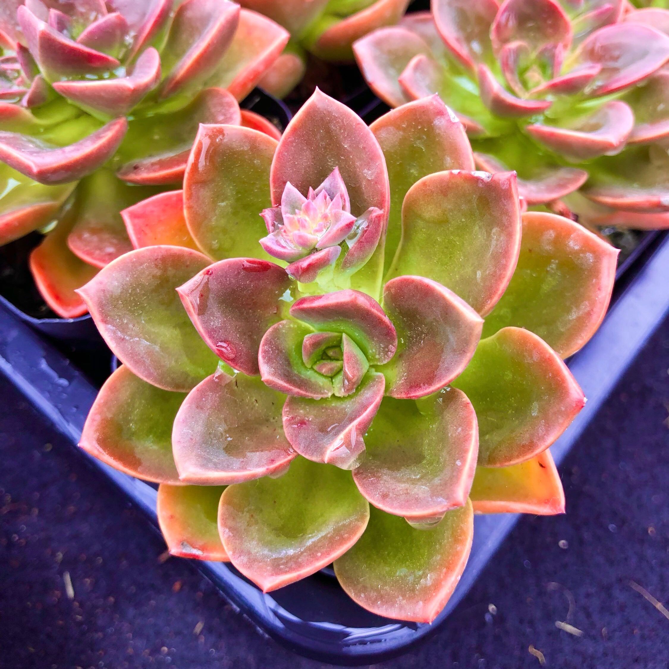 多肉植物巧克力方砖一颗  送8.8 包邮