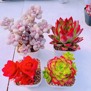 组四艾伦群红东云火季蒂亚送盆土  6厘米