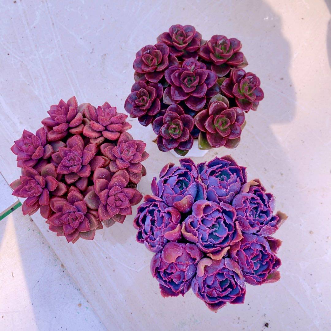 多肉植物  姬陇月巧克力方砖晚霞之舞各八颗送八角盆土  3到4厘米