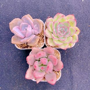 送盆土 猎户座 桃花源 6厘米左右 组三 多肉植物 彩虹糖