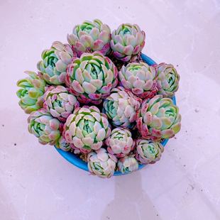 y多肉植物贝瑞150云南