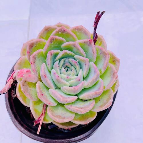 多肉植物恩宠120