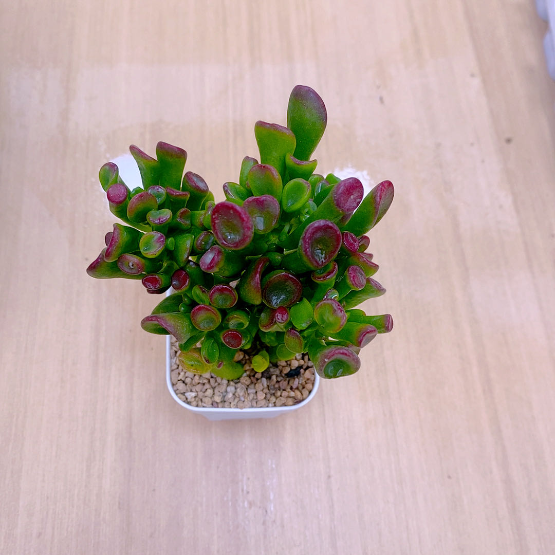 多肉植物32吸才树送盆包邮