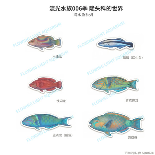 水族冰箱贴海缸六线龙类文创冰箱贴海水鱼系列亚克力冰箱贴包邮