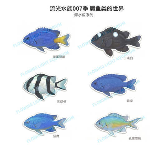 水族冰箱贴海缸蓝魔青魔类文创冰箱贴海水鱼系列亚克力冰箱贴包邮