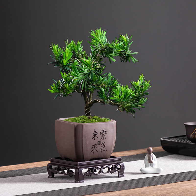 源老舍中式紫砂罗汉松花盆陶瓷四方大口径家用透气桌面绿植盆带托