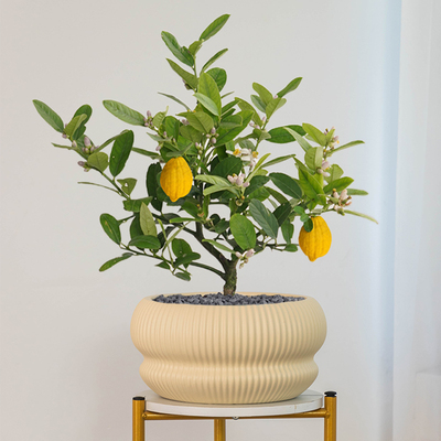 中式香水柠檬树花盆陶瓷大口径家用酒店桌面驱蚊盆栽盆桌面摆件