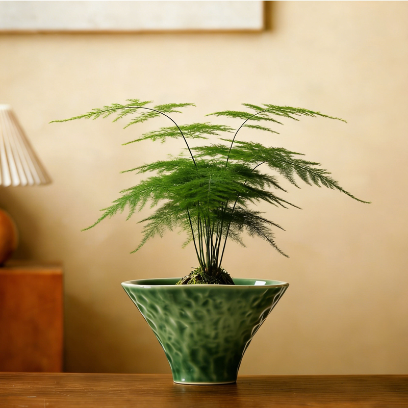 文竹苔藓球花盆水培器皿室内植物办公室桌面好养活简约中式盆景