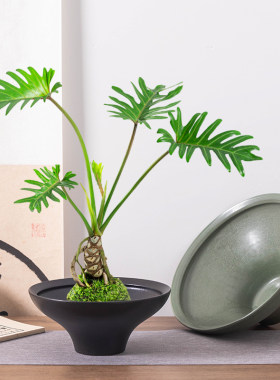禅意白陶花盆简约素雅陶瓷花器苔藓球专用花盆适配多种绿植造景盆