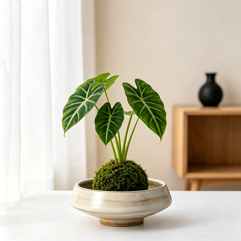 苔藓球托盘花盆陶瓷盆中式桌面摆件室内龟背竹水培器皿无孔装饰盆图片